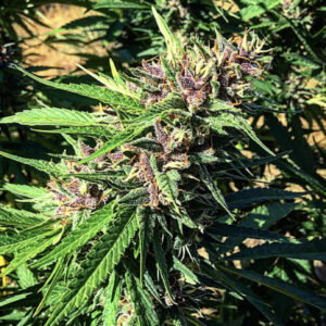 Grump Grape F1