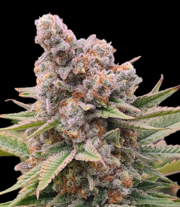 Sugar Punch reverse genetics