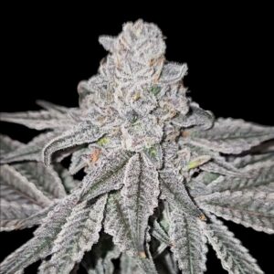 top G reverse genetics