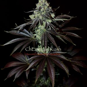 ChEmerald Kush second gen.jpg