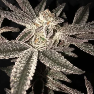 pure pressure killerz genetics.webp