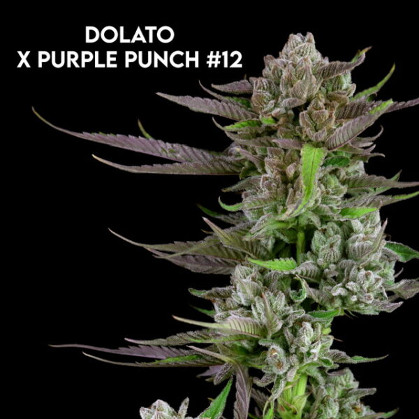 Genetic Evolution Dolato x Purple Punch