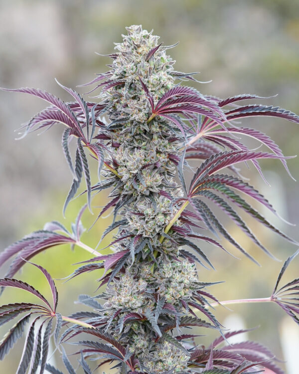 massive GMO punch massive seeds.jpeg