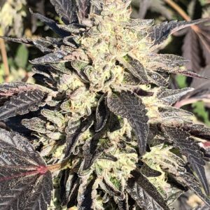 mint gelato massive seeds rotated 1.jpeg