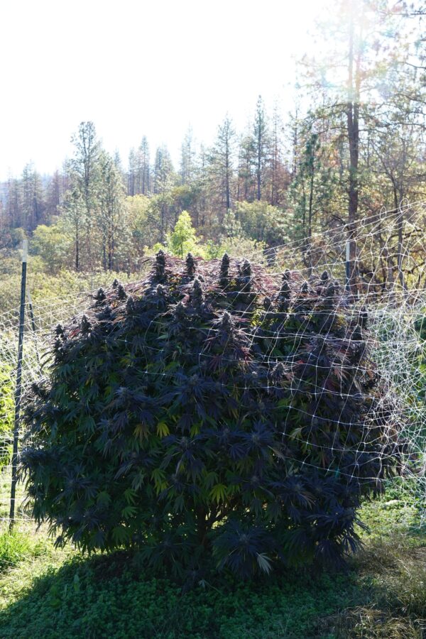 wild gmo zkittlez massive seeds rotated 1.jpeg