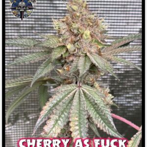 https://supremeseedbank.com/wp-content/uploads/2023/12/cherry-as-fuck-south-shore-x-tiki-madman-3-300x300.jpg