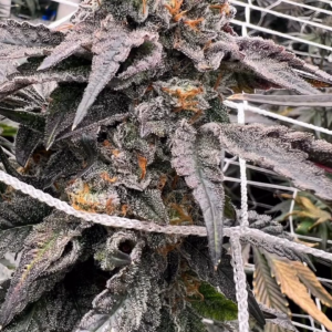 Detroit Seed Strawberry Sherbcake