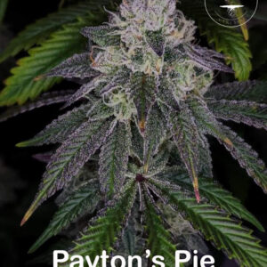 Paytons Pie 1.jpg