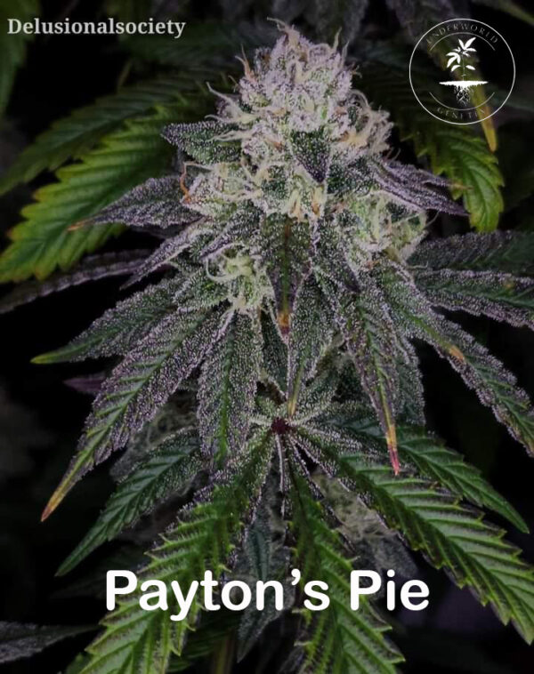 Paytons Pie 1.jpg