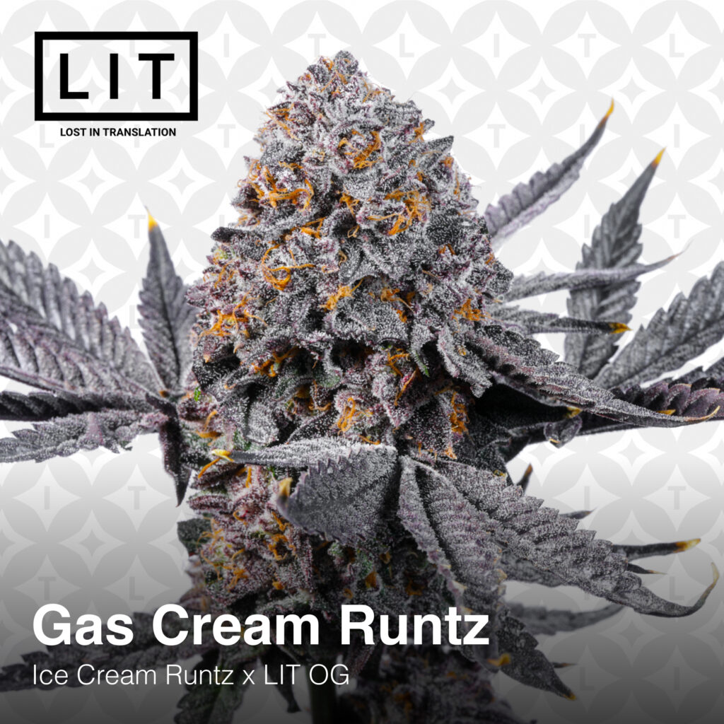 Lit Farms - Gas Cream Runtz (F) - Supreme Seed Bank - Cannabis Strains