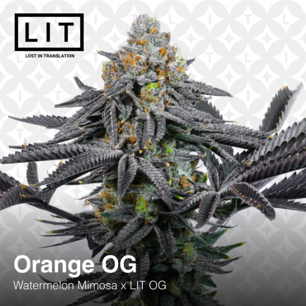 Orange OG 2.jpg