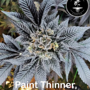 Paint Thinner.jpg