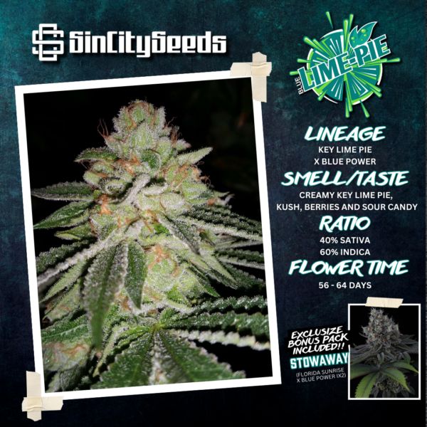 Copy of Blue Lime Pie Strain Description Square Post 2.png