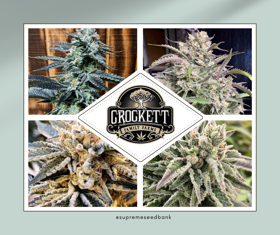 Crockett Autos