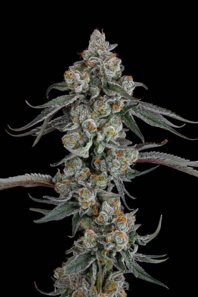 Seed Junky Genetics- Pineapple Bang (F) - Supreme Seed Bank