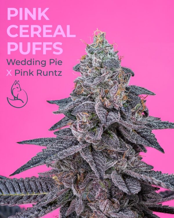 Pink Cereal Puffs universally seeded 7.jpg