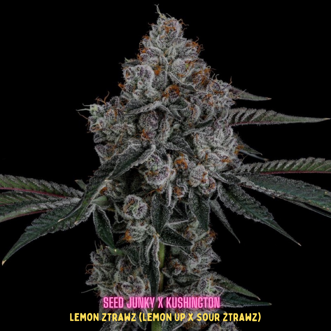 Seed Junky x Kushington Lemon Strawz (Lemon Up x Sour Strawz) (4)