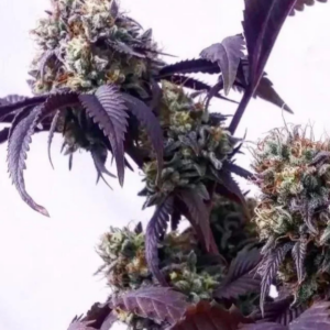 not death star x grape lime skunk f2.png