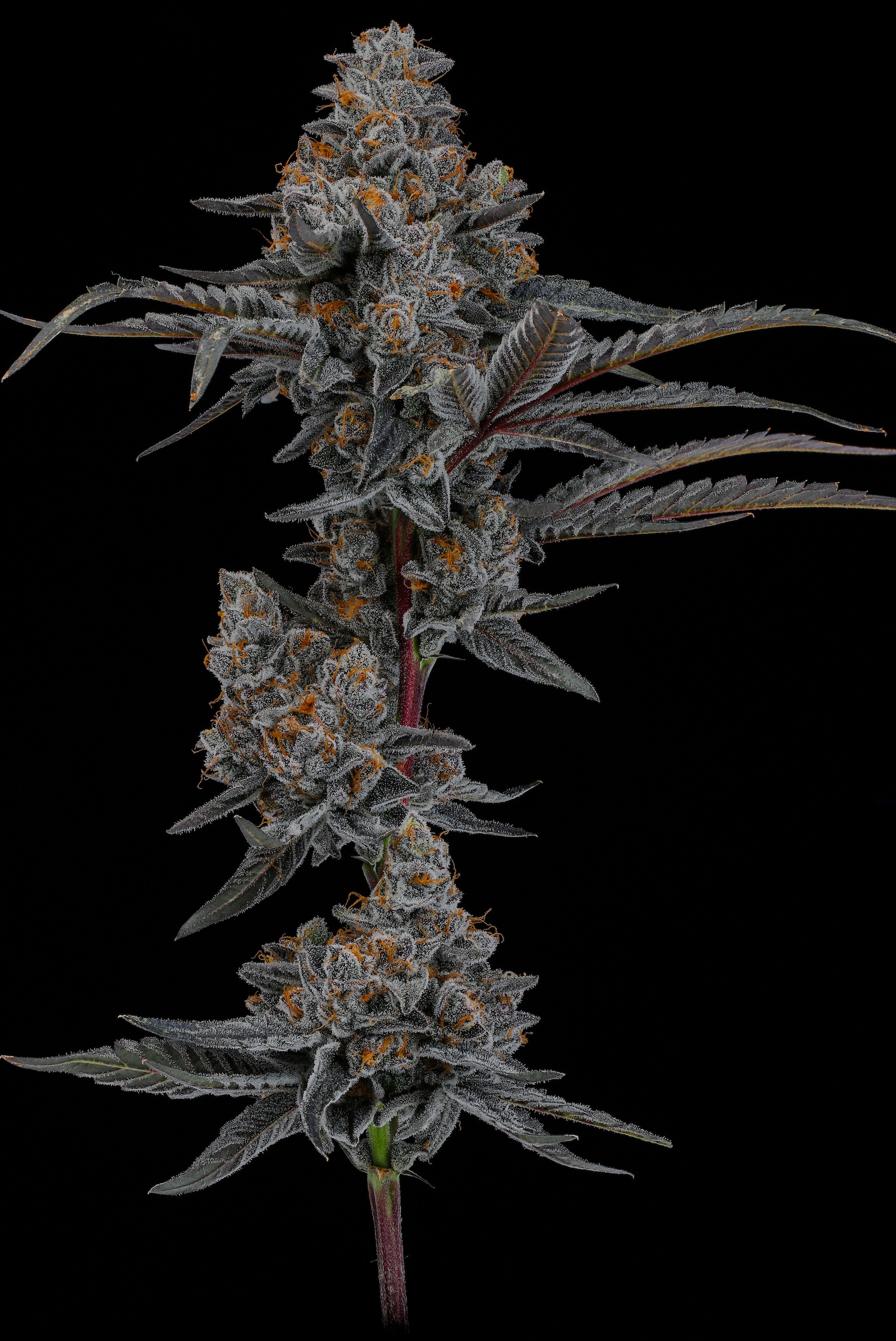 Seed Junky Genetics- Magic Ztrawz (F) - Supreme Seed Bank
