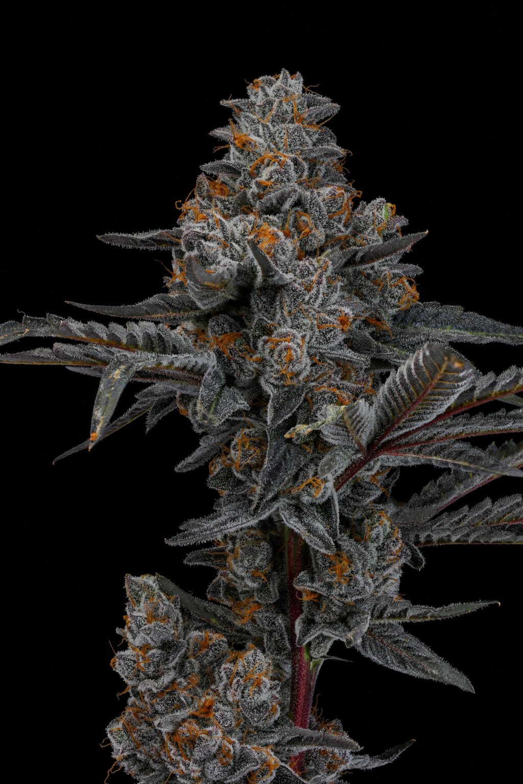 その他 KOOKRRR zhengyuxxx SEEDSEED Amazon.com : Chinese Forget Me Not Wildflower Seeds - Bulk 1/4