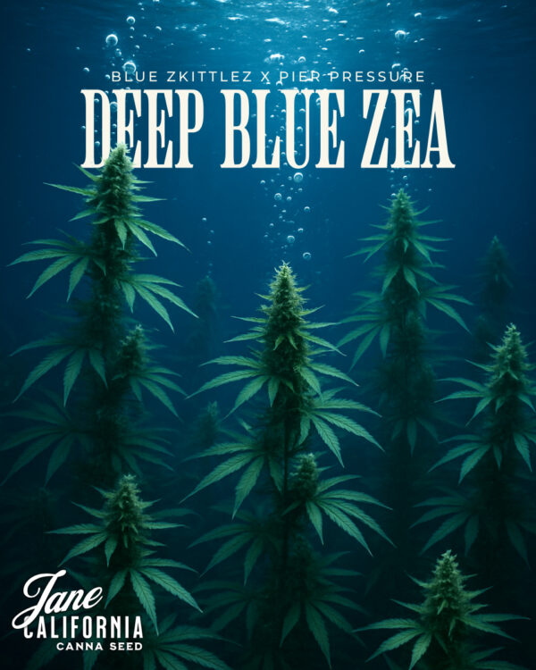 Janecalideepbluezea 2 1.jpg