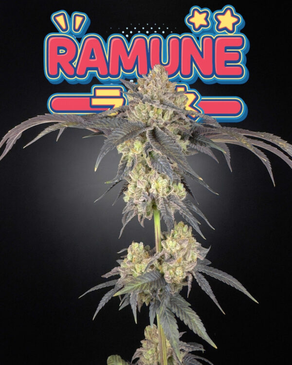 ramune buds 1.jpg