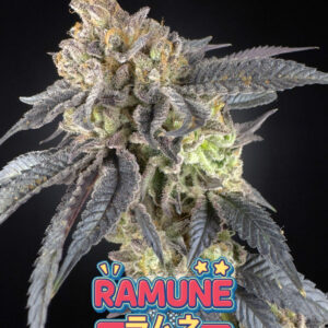 ramune buds 2.jpg