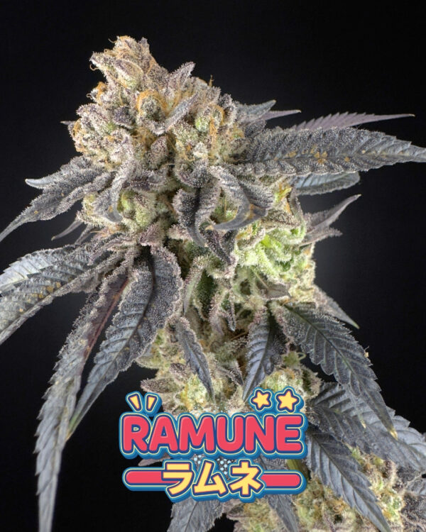 ramune buds 2.jpg