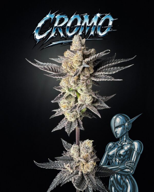 Cromo Purple Octane x Randylosa 1.jpg