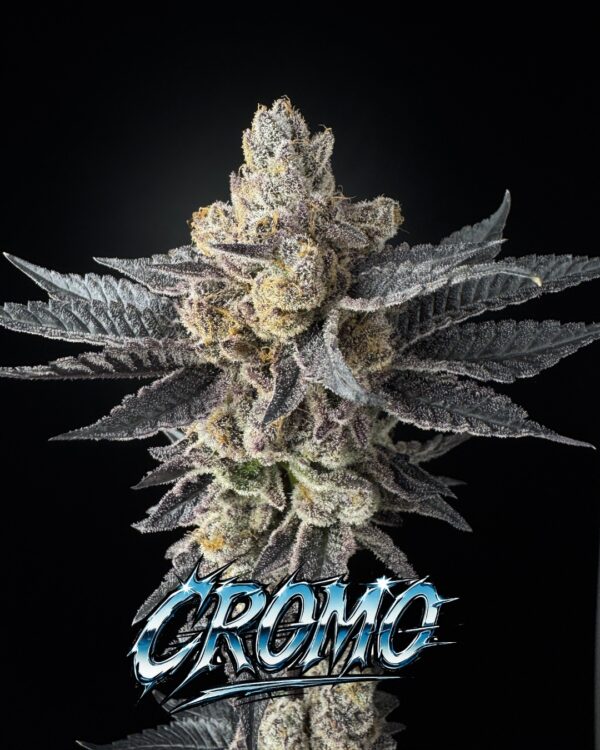 Cromo Purple Octane x Randylosa.jpg