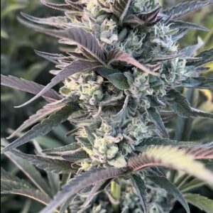 Hapyp Dreams Egyptian Papaya (1)