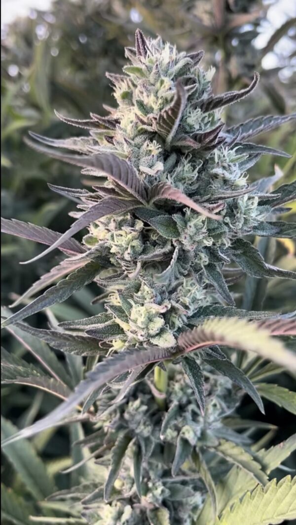 Hapyp Dreams Egyptian Papaya (1)