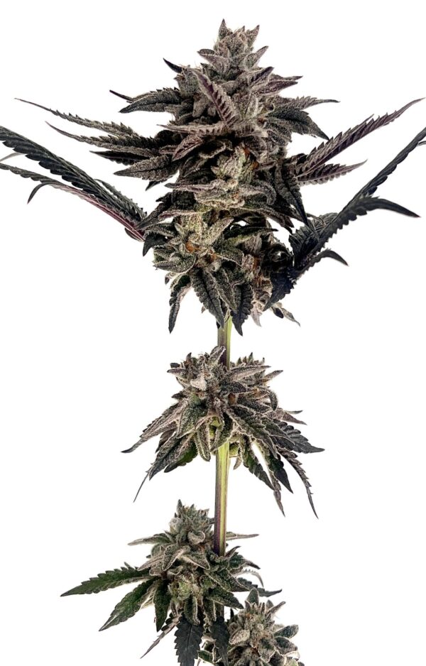 ZodaZa Zabuza Zucchi x Poison Gushers x ZODA Zkittlez x Acai Gelato x Seattle Soda 1 scaled 1.jpg