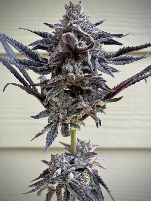 ZodaZa Zabuza Zucchi x Poison Gushers x ZODA Zkittlez x Acai Gelato x Seattle Soda 10 scaled 1.jpg