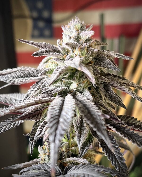 ZodaZa Zabuza Zucchi x Poison Gushers x ZODA Zkittlez x Acai Gelato x Seattle Soda 11 scaled 1.jpg