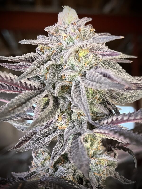 ZodaZa Zabuza Zucchi x Poison Gushers x ZODA Zkittlez x Acai Gelato x Seattle Soda 12 scaled 1.jpg