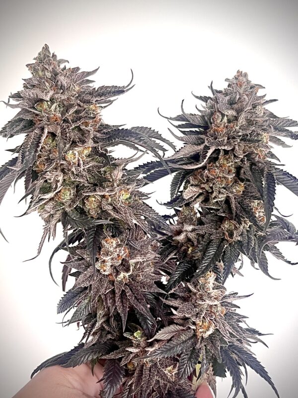ZodaZa Zabuza Zucchi x Poison Gushers x ZODA Zkittlez x Acai Gelato x Seattle Soda 13 scaled 1.jpg