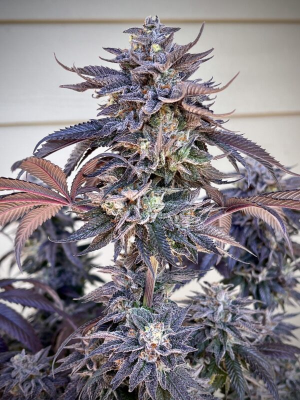 ZodaZa Zabuza Zucchi x Poison Gushers x ZODA Zkittlez x Acai Gelato x Seattle Soda 14 scaled 1.jpg