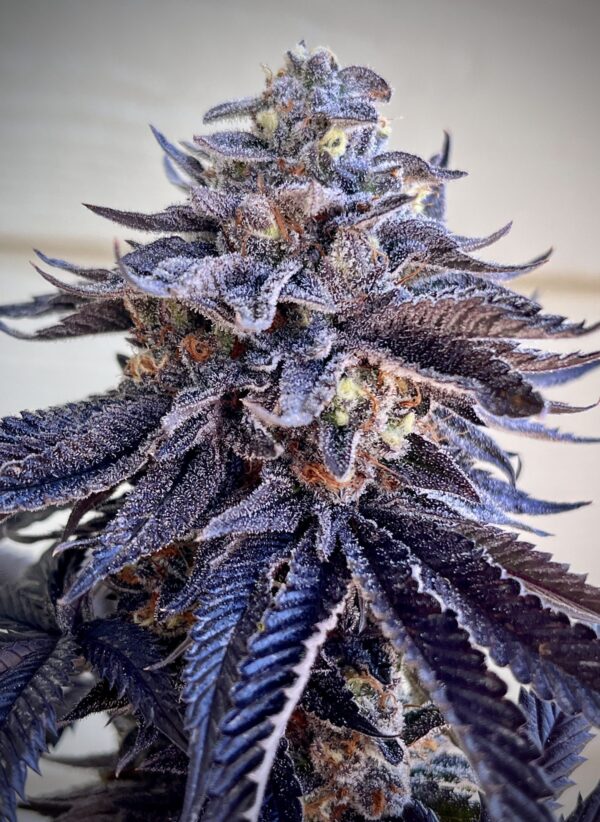 ZodaZa Zabuza Zucchi x Poison Gushers x ZODA Zkittlez x Acai Gelato x Seattle Soda 16 scaled 1.jpg