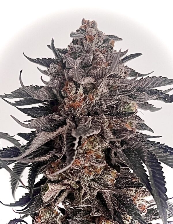 ZodaZa Zabuza Zucchi x Poison Gushers x ZODA Zkittlez x Acai Gelato x Seattle Soda 3 scaled 1.jpg