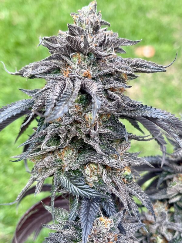 ZodaZa Zabuza Zucchi x Poison Gushers x ZODA Zkittlez x Acai Gelato x Seattle Soda 4 scaled 1.jpg