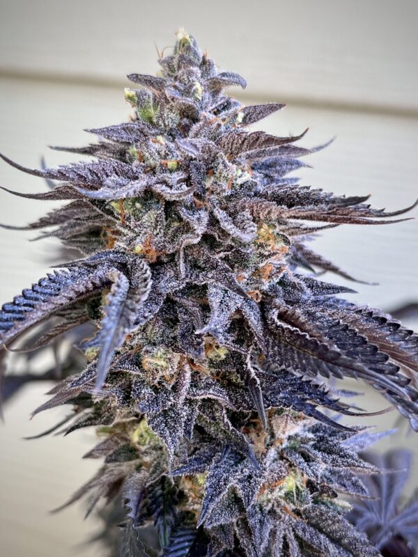 ZodaZa Zabuza Zucchi x Poison Gushers x ZODA Zkittlez x Acai Gelato x Seattle Soda 5 scaled 1.jpg