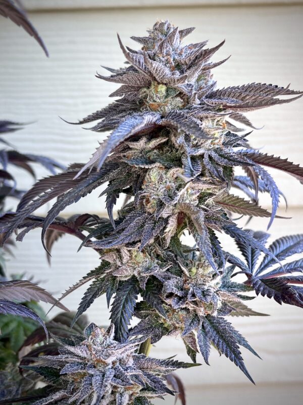 ZodaZa Zabuza Zucchi x Poison Gushers x ZODA Zkittlez x Acai Gelato x Seattle Soda 7 scaled 1.jpg