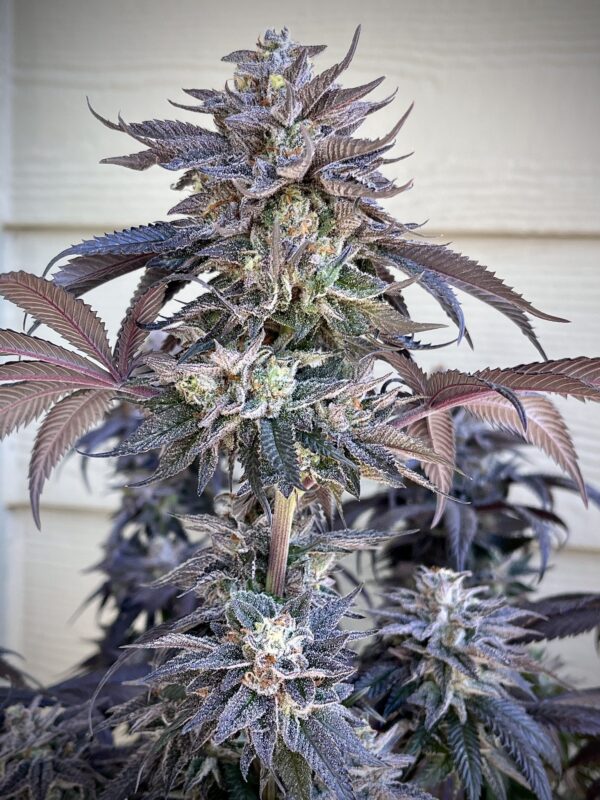ZodaZa Zabuza Zucchi x Poison Gushers x ZODA Zkittlez x Acai Gelato x Seattle Soda 8 scaled 1.jpg