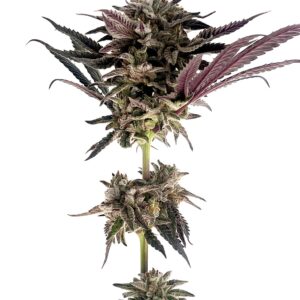 ZodaZa Zabuza Zucchi x Poison Gushers x ZODA Zkittlez x Acai Gelato x Seattle Soda 9 scaled 1.jpg