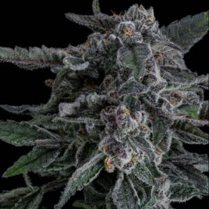 BUBBLEPOPCAKE BUBBLEGUMSHERBXCAPJUNKY1