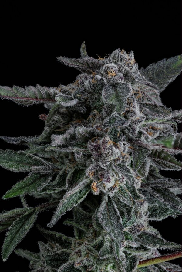 BUBBLEPOPCAKE BUBBLEGUMSHERBXCAPJUNKY1