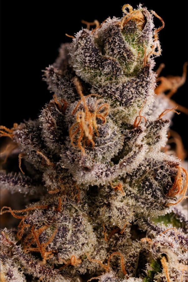 JUNGLEJUICE MalibuxLemonCherryxMalibu5 1025x1536