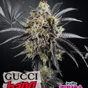 gucci bang cogos 1.jpg