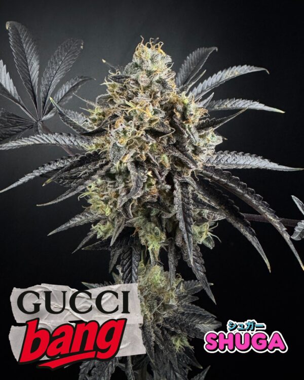 gucci bang cogos 1.jpg